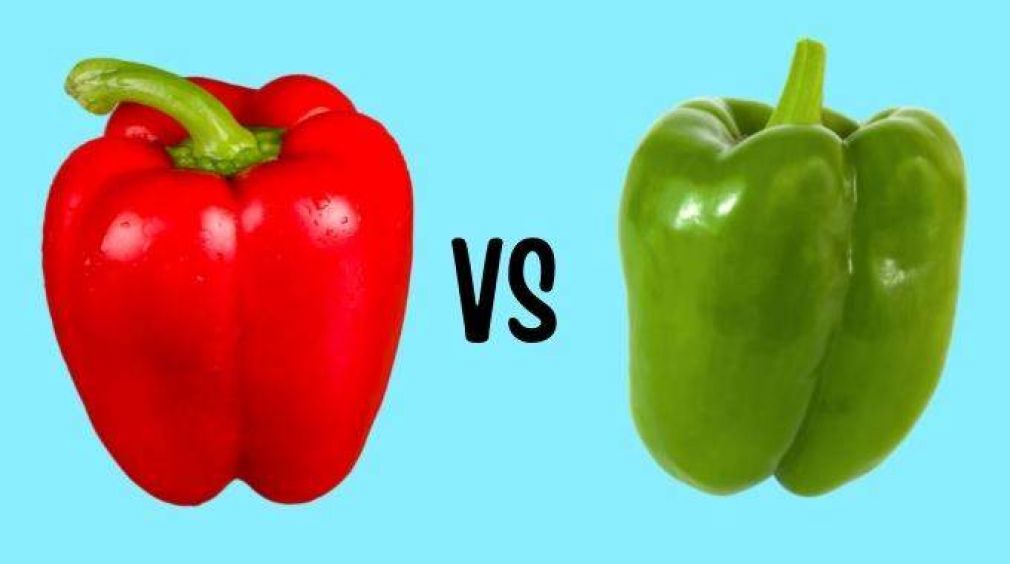Quelle Différence entre un poivron rouge, vert et jaune ?