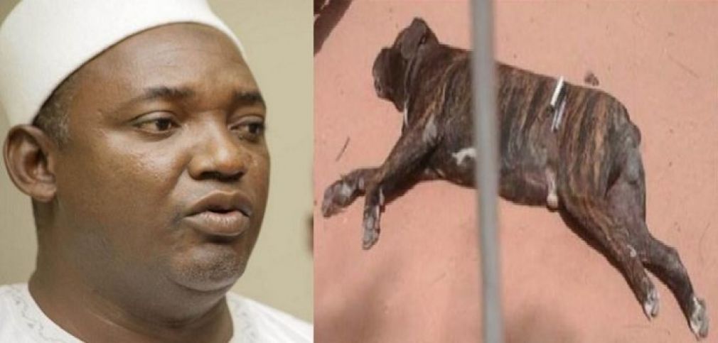 Gambie/ Le chien qui a tué le fils d’Adama Barrow assassiné